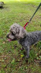 Reunited Male Dog last seen Levi Road near cemetery, Falling Water, TN 37343