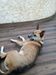 Found/Stray Female Dog last seen Ballpark north apmts, Austin, TX 78741