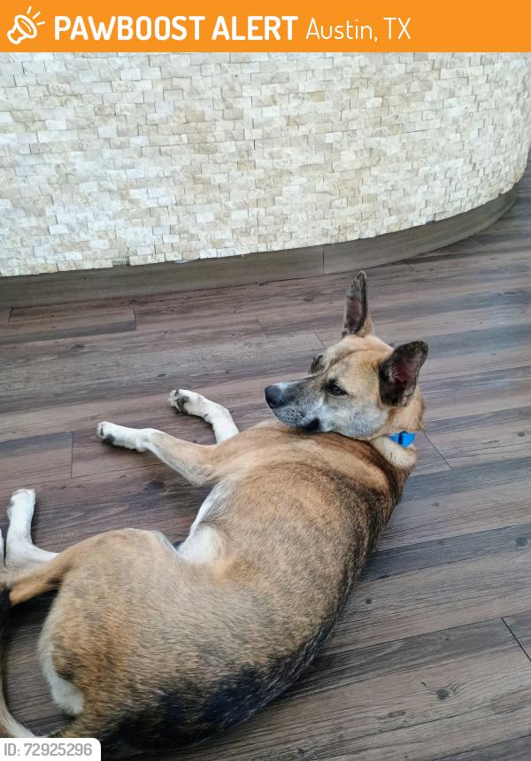 Found/Stray Female Dog last seen Ballpark north apmts, Austin, TX 78741