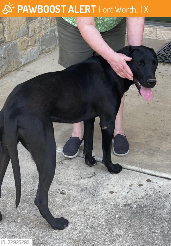 Found/Stray Female Dog last seen White Settlement Rd, Fort Worth, TX 76108