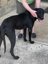 Found/Stray Female Dog last seen White Settlement Rd, Fort Worth, TX 76108