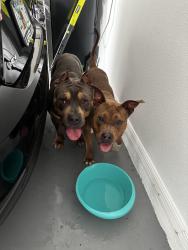 Found/Stray Unknown Dog last seen The vines at Cypress creek , Sun City Center, FL 33573