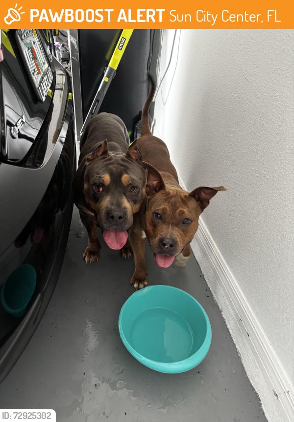 Found/Stray Unknown Dog last seen The vines at Cypress creek , Sun City Center, FL 33573