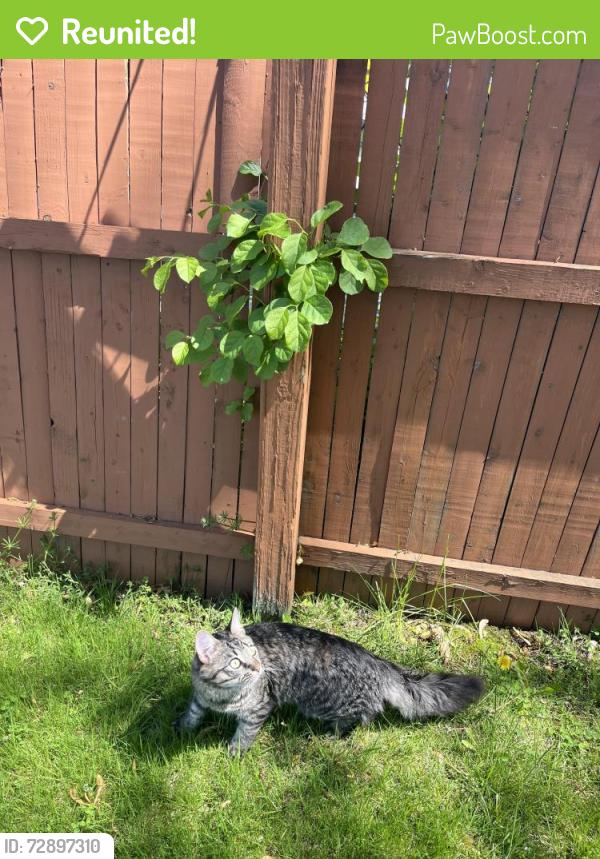 Reunited Male Cat last seen sals furniture store , North Providence, RI 02904