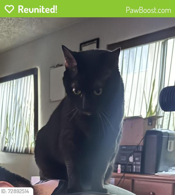 Reunited Female Cat last seen Near W Mines Ave, Montebello, CA 90640, USA, Montebello, CA 90640