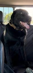 Lost Male Dog last seen Out in Lake Lowell, southwest of the refuse area, Canyon County, ID 83651