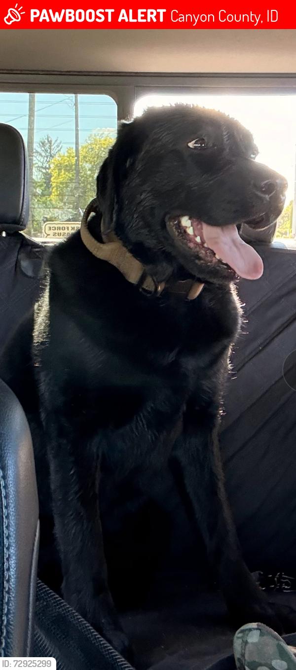 Lost Male Dog last seen Out in Lake Lowell, southwest of the refuse area, Canyon County, ID 83651