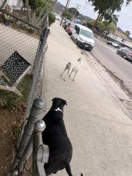 Reunited Male Dog last seen Emerald Ave , El Cajon, CA 92020