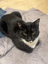 Lost Male Cat last seen Ashton lane , Bel Air South, MD 21009