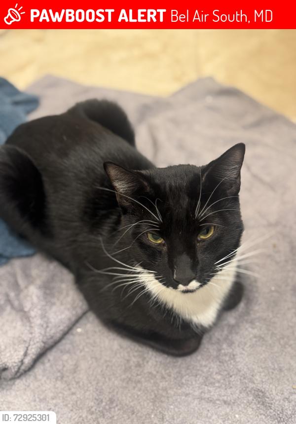 Lost Male Cat last seen Ashton lane , Bel Air South, MD 21009