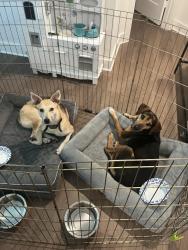 Reunited Female Dog last seen Near & magnolia, Pinehurst, TX 77362