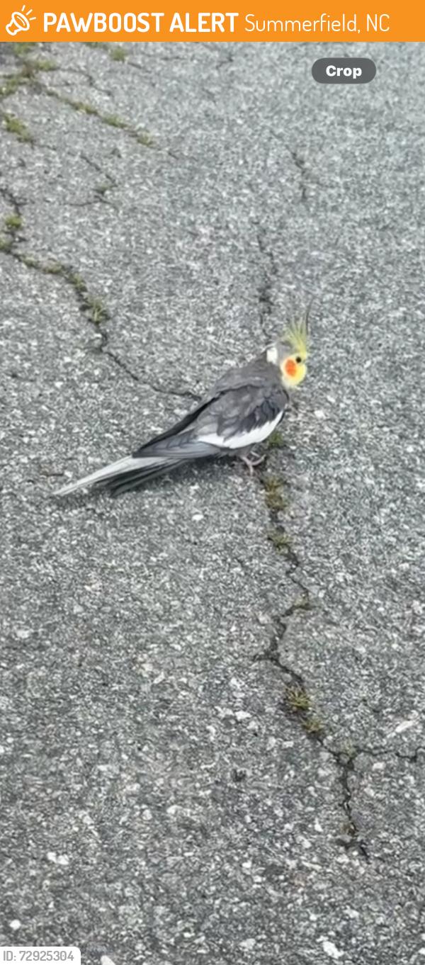 Found/Stray Unknown Bird last seen Behind RL hedricks, Summerfield, NC 27358