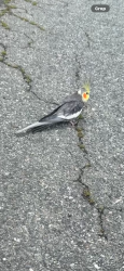 Found/Stray Unknown Bird last seen Behind RL hedricks, Summerfield, NC 27358