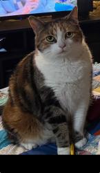 Reunited Female Cat last seen Lawton Foundry and Nuks , De Pere, WI 54115