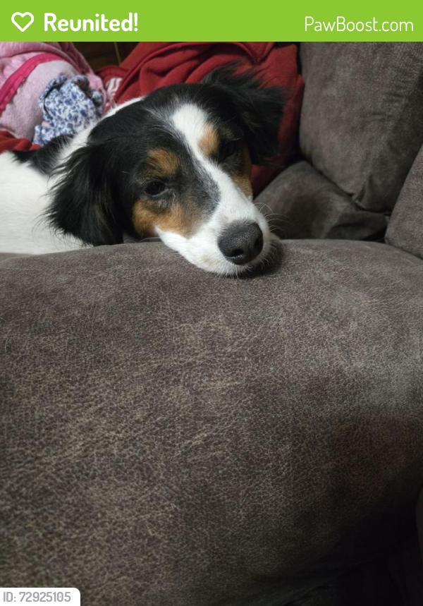 Reunited Male Dog last seen 36th and lewis , Tulsa, OK 74105