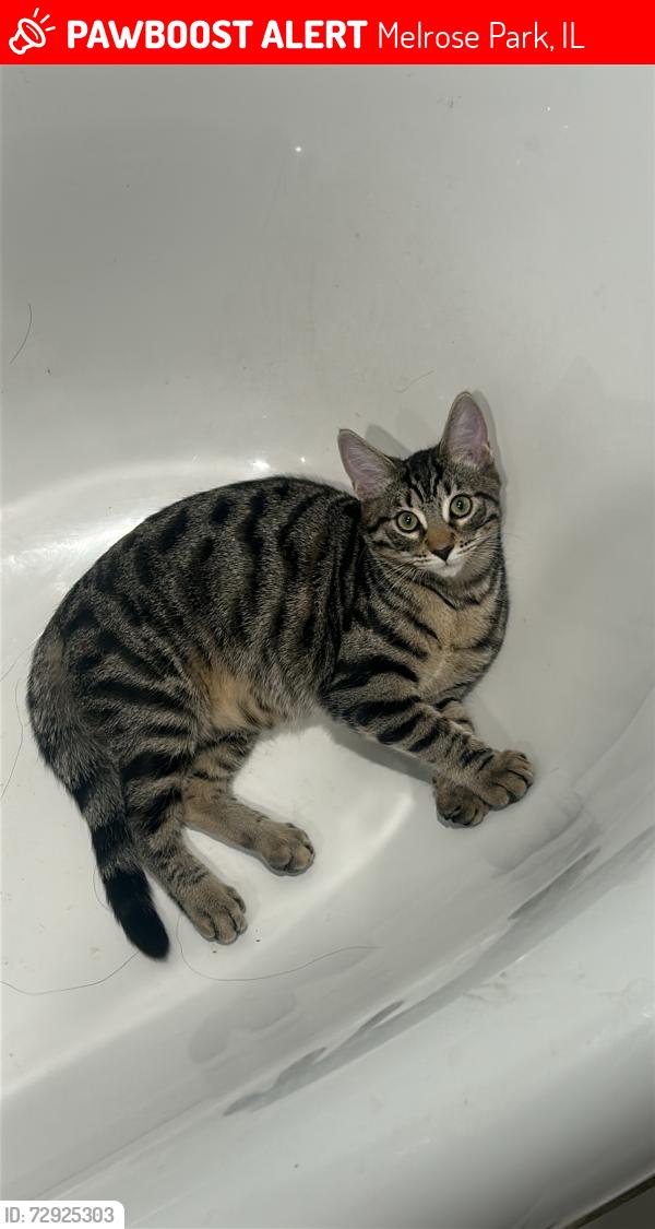 Lost Male Cat last seen Thomas&broadway , Melrose Park, IL 60160