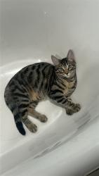 Lost Male Cat last seen Thomas&broadway , Melrose Park, IL 60160