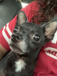 Reunited Male Dog last seen Kismet near water tower, Cape Coral, FL 33993