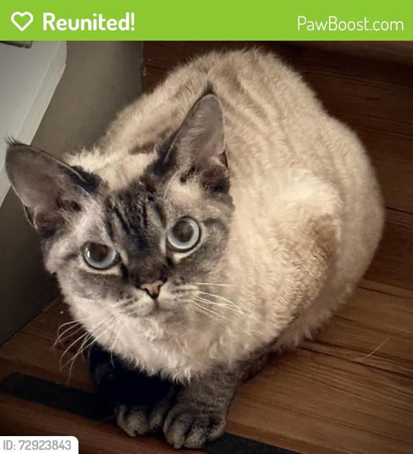Reunited Male Cat last seen Near Woodland Dr, Port Coquitlam, BC V3B 4R5
