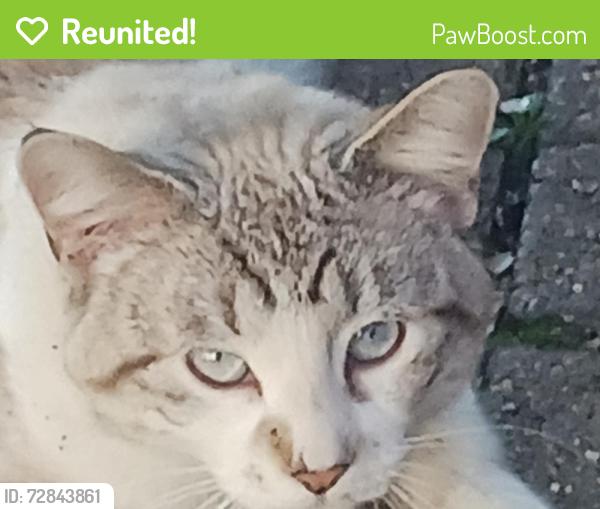 Reunited Male Cat last seen Southview Blvd and 9th Av S, South Saint Paul, MN 55075