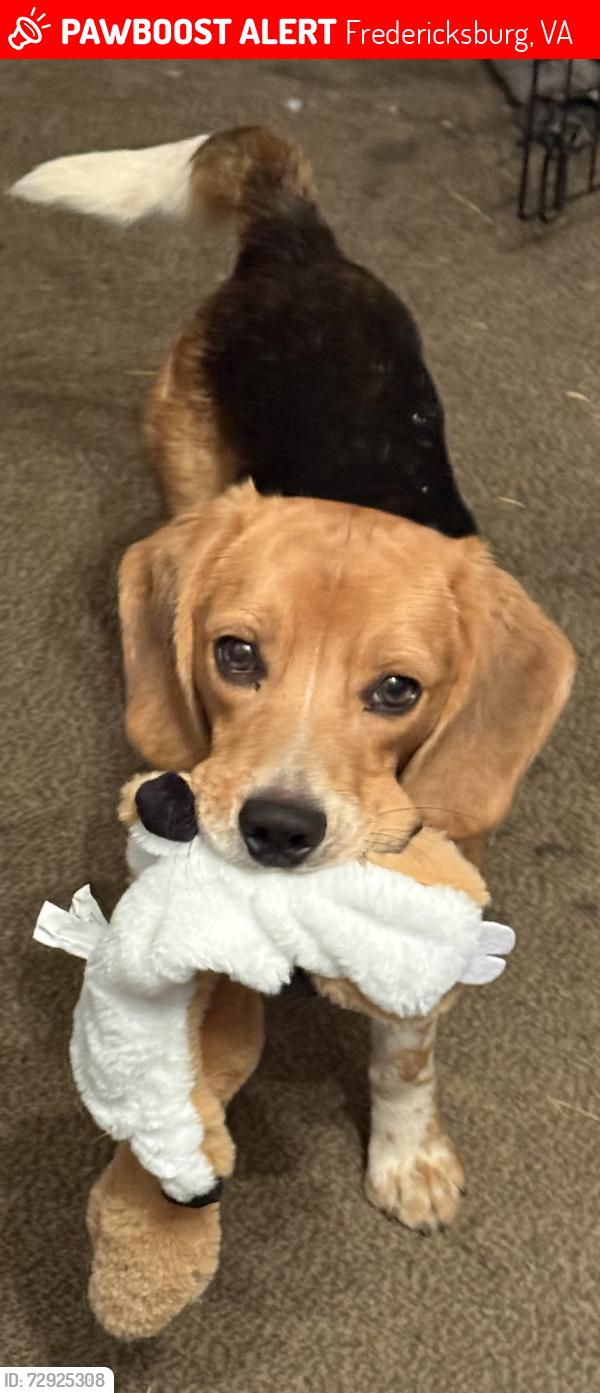 Lost Male Dog last seen Harrison Rd, Fredericksburg, VA 22407