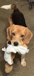 Lost Male Dog last seen Harrison Rd, Fredericksburg, VA 22407