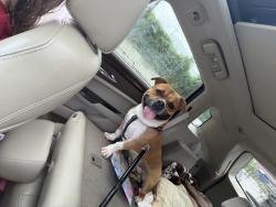Reunited Male Dog last seen Near 12th Ave, Huntington, WV 25701, USA, Huntington, WV 25701