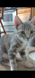 Reunited Female Cat last seen Winterhill Dr.  Pebble rook subdivision , O'Fallon, MO 63366