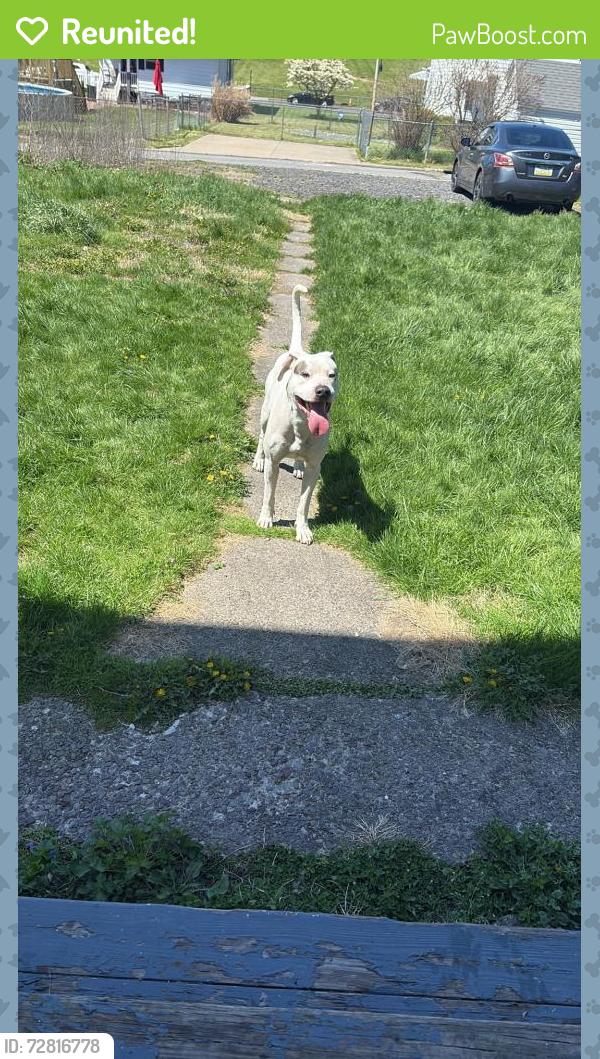 Reunited Male Dog last seen Hanover st , Nanticoke, PA 18634