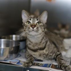 Shelter Stray Female Cat last seen Near BLOCK QUERETARO, San Antonio, TX 78227