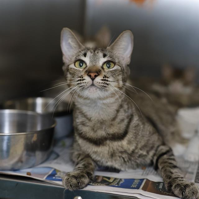 Shelter Stray Female Cat last seen Near BLOCK QUERETARO, San Antonio, TX 78227
