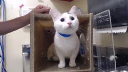 Shelter Stray Female Cat last seen Near BLOCK S UTICA ST, DENVER CO 80236, Denver, CO 80223
