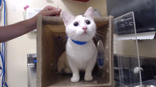 Shelter Stray Female Cat last seen Near BLOCK S UTICA ST, DENVER CO 80236, Denver, CO 80223
