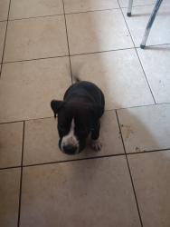 Lost Male Dog last seen Rio kinda blvd and main, East Providence, RI 02914