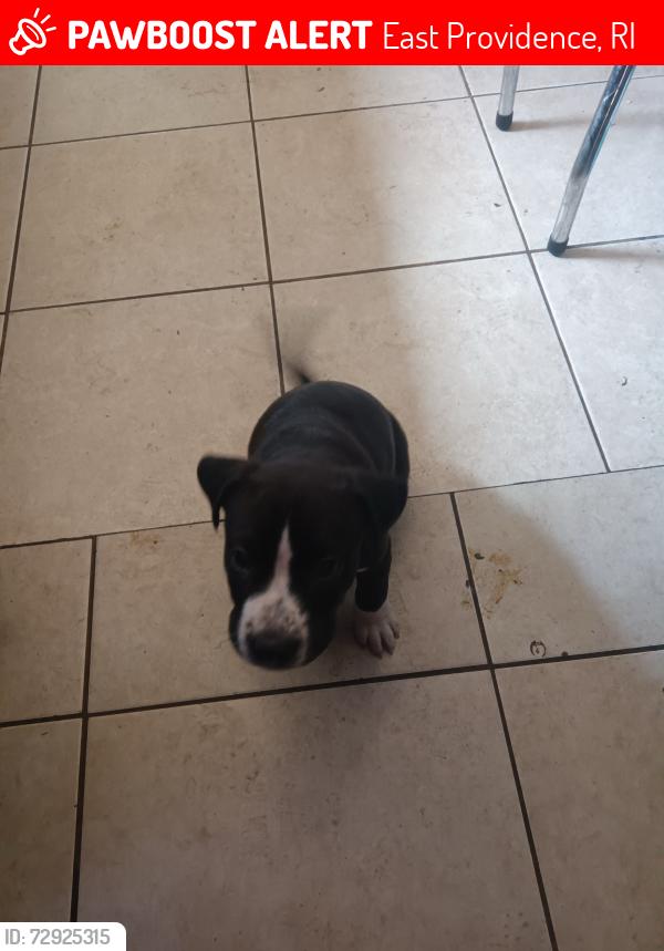 Lost Male Dog last seen Rio kinda blvd and main, East Providence, RI 02914