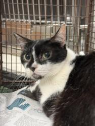 Shelter Stray Female Cat last seen , Chatsworth, CA 91311