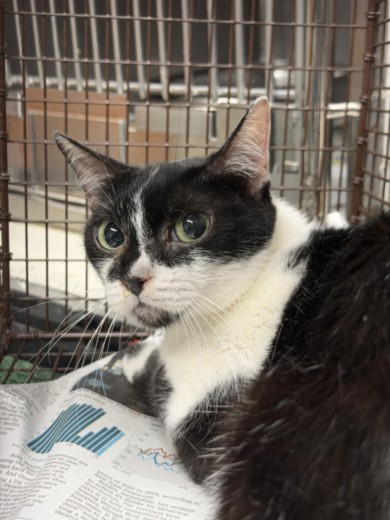 Shelter Stray Female Cat last seen , Chatsworth, CA 91311