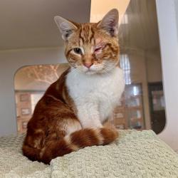 Shelter Stray Male Cat last seen LIMONITE X BEACH, Jurupa Valley, CA 92509