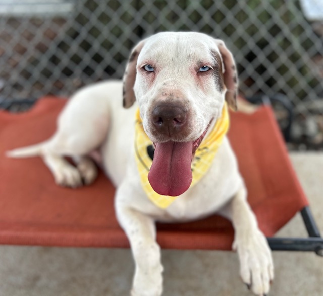 Shelter Stray Female Dog last seen CHARLOTTE, 8315 Byrum Dr, Charlotte, NC 28217, USA