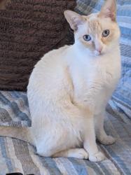 Reunited Male Cat last seen Nelson's Family Campground, East Hampton, CT 06424