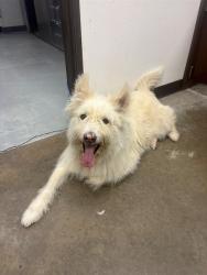 Shelter Stray Male Dog last seen Near BLK S H ST, BAKERSFIELD CA, Bakersfield, CA 93307