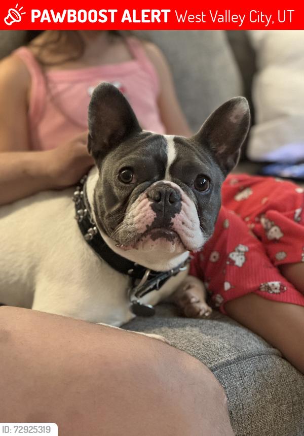 Lost Male Dog last seen Balmoral s, West Valley City, UT 84128