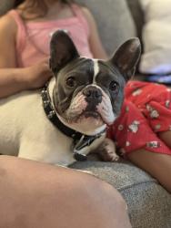 Lost Male Dog last seen Balmoral s, West Valley City, UT 84128