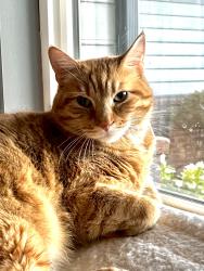 Reunited Male Cat last seen Lynnrae St and Countryside St , Wichita, KS 67207