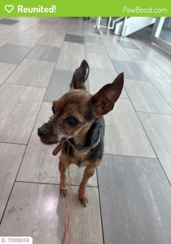 Reunited Female Dog last seen Sablon, Laval, QC 