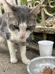 Found/Stray Male Cat last seen By firefighter station in Van Nostrand , Jersey City, NJ 07305