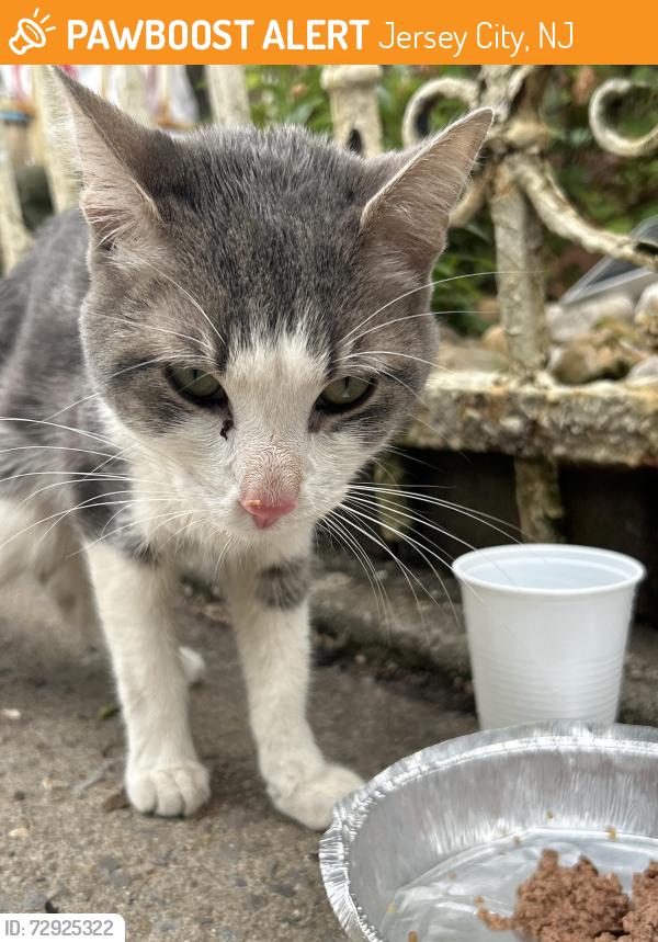 Found/Stray Male Cat last seen By firefighter station in Van Nostrand , Jersey City, NJ 07305