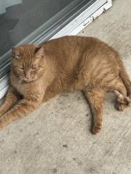 Found/Stray Unknown Cat last seen Sunset and East Old Settlers, Round Rock, TX 78681