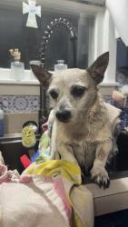 Reunited Male Dog last seen Ne Murphy rd and ne Cindy ln, Burleson, TX 76028