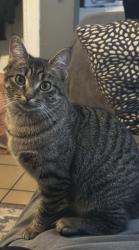 Reunited Female Cat last seen W. 46th Pl & Rockwell St Chicago il, 60632, Chicago, IL 60636